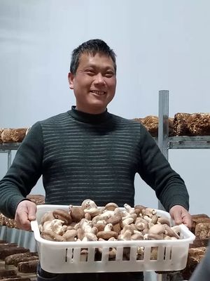 柳州鱼峰区 温室大棚育出“致富菌” 传统种植破土迎新机