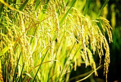 山西粮食作物播种面积有所减少 种植结构有效优化 农作物种植